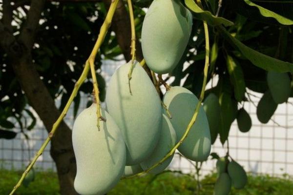 生芒果可以吃嗎 生芒果怎么催熟