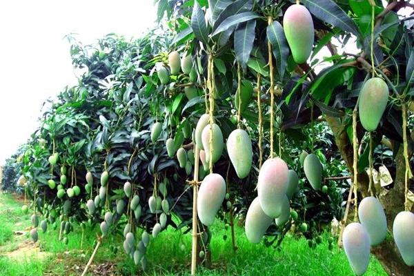 芒果種子怎么種 芒果種子哪一頭種土里