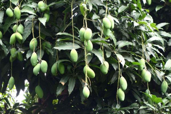 芒果樹修剪最佳時間 芒果樹施什么肥