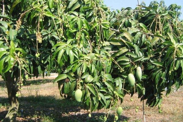 芒果樹修剪最佳時間 芒果樹施什么肥