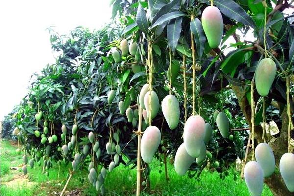 芒果樹修剪最佳時間 芒果樹施什么肥