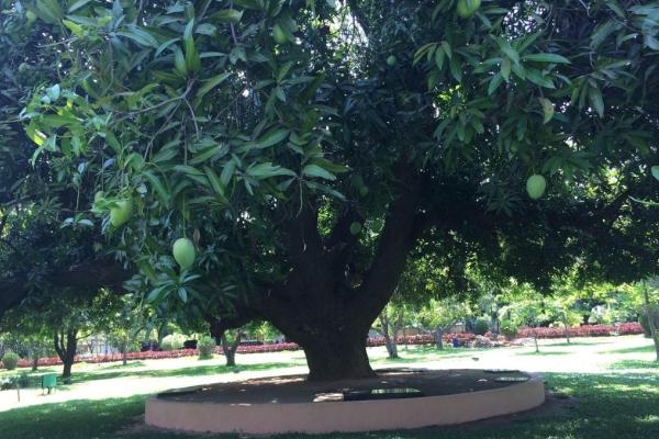 芒果樹修剪最佳時間 芒果樹施什么肥