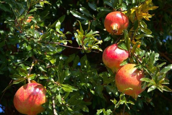 院子種石榴樹最好位子 家里有石榴樹對女人好嗎