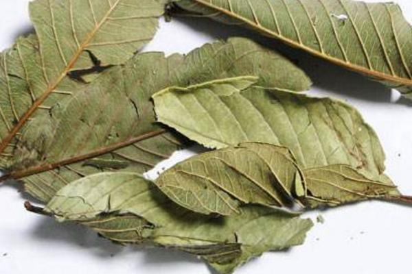 番石榴葉的功效與作用及禁忌 番石榴葉能減肥嗎