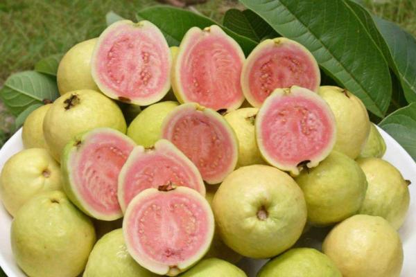 番石榴市場價格多少錢一斤 番石榴什么季節成熟