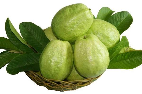 番石榴市場價格多少錢一斤 番石榴什么季節成熟