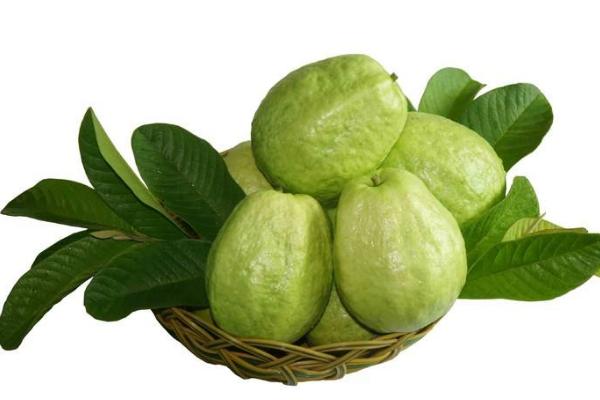 番石榴是熱性還是涼性 番石榴熱量是多少