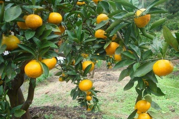柑桔施肥最佳時間 柑桔專用肥有哪些