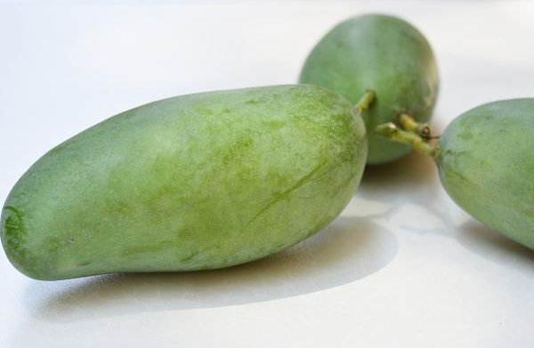 桂七芒果上市時間是什么時候 桂七芒果種植技術