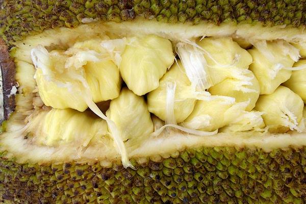 木菠蘿怎么吃 木菠蘿怎么開