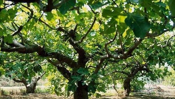 無花果種植條件 無花果種植風險