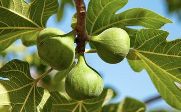 無花果怎么修剪 無花果移植注意事項