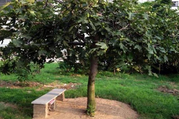 無花果怎么修剪 無花果移植注意事項