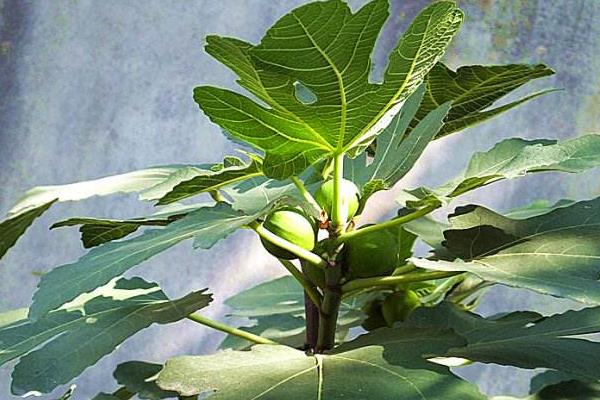 無花果怎么修剪 無花果移植注意事項