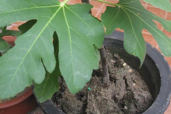 無花果怎么修剪 無花果移植注意事項
