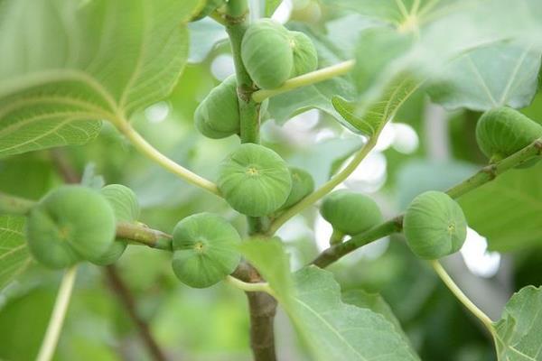 無花果是兇樹還是吉樹 無花果涼還是熱性