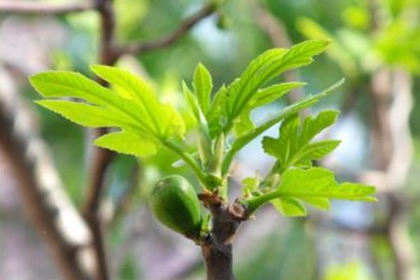 無花果葉泡水喝的功效與作用 無花果葉怎樣治痔瘡