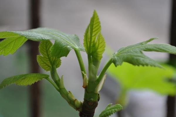 無花果葉泡水喝的功效與作用 無花果葉怎樣治痔瘡
