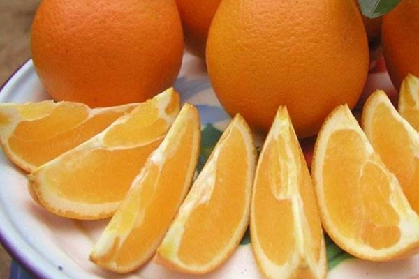 紐荷爾臍橙市場價(jià)格多少錢一斤 紐荷爾臍橙怎么挑選