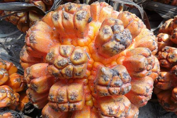 山菠蘿的功效與作用及禁忌 山菠蘿能治痔瘡嗎