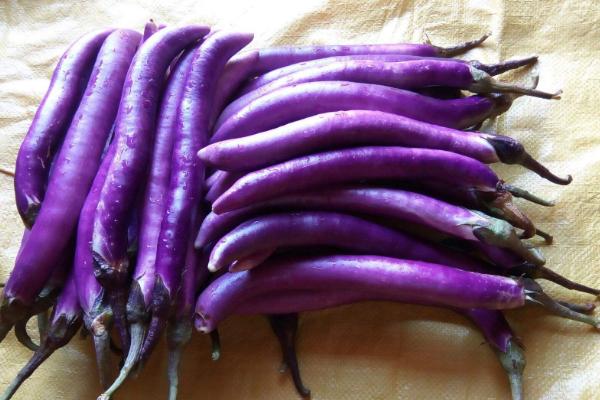 怎么曬茄子干不黑 茄子有子了還能吃嗎