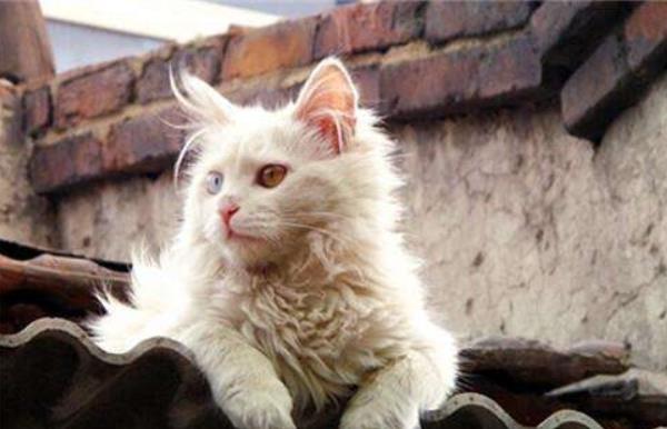 養(yǎng)貓后身上起紅點(diǎn)很癢怎么辦 養(yǎng)貓身上起小包還癢的原因