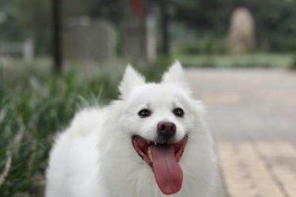 銀狐犬市場價格多少錢一只 銀狐犬的缺點是什么