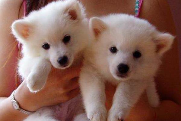 銀狐犬好養嗎 銀狐犬怎么訓練