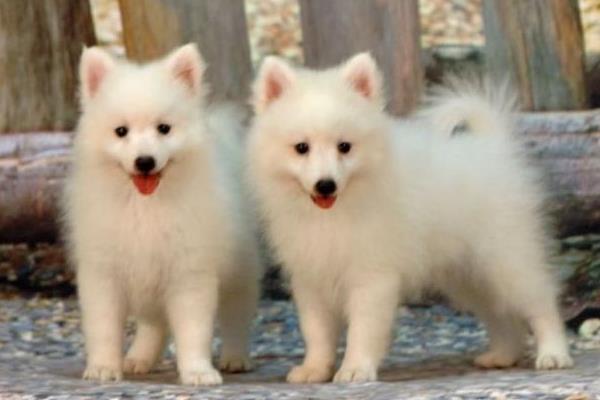 銀狐犬市場價格多少錢一只 銀狐犬的缺點是什么