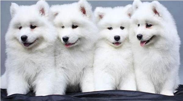 銀狐犬市場價格多少錢一只 銀狐犬的缺點是什么