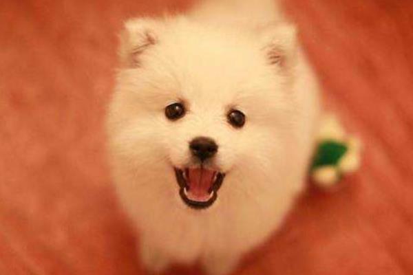 銀狐犬市場價格多少錢一只 銀狐犬的缺點是什么