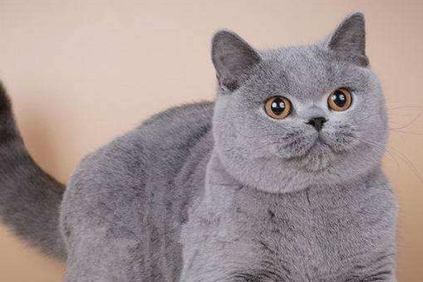 英短藍貓為什么不粘人 英短藍貓的壽命有多長