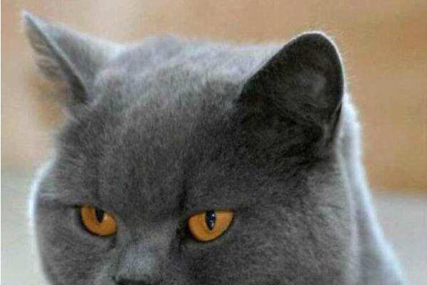 英短藍貓好養嗎 英短藍貓尷尬期多久