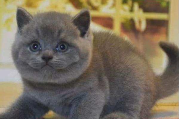 英短藍貓好養嗎 英短藍貓尷尬期多久