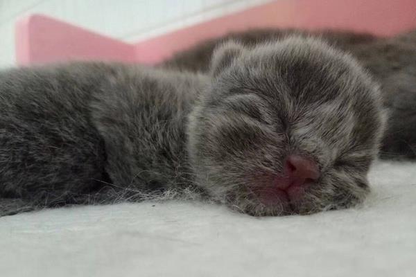 英短藍貓好養嗎 英短藍貓尷尬期多久