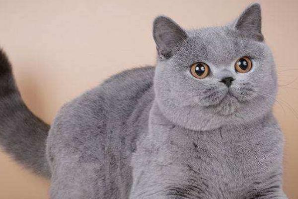 英短藍貓好養嗎 英短藍貓尷尬期多久