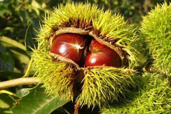 板栗什么時候上市(幾月) 板栗之鄉在哪里