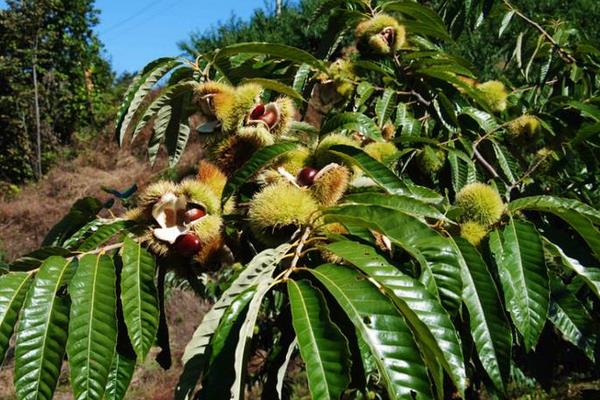 板栗什么時候上市(幾月) 板栗之鄉在哪里