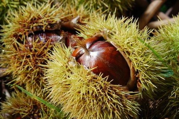 板栗什么時候上市(幾月) 板栗之鄉在哪里