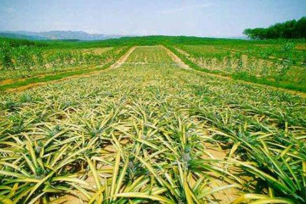 菠蘿樹怎么種 菠蘿樹幾年可以結果