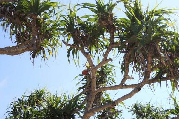 菠蘿樹怎么種 菠蘿樹幾年可以結果