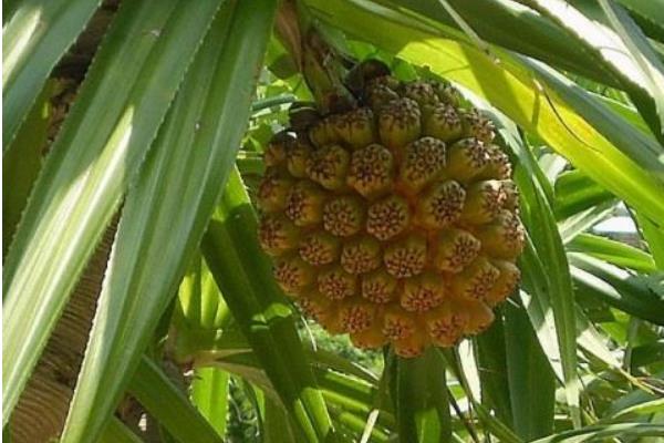 菠蘿樹怎么種 菠蘿樹幾年可以結果