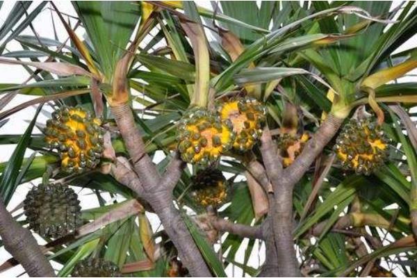 菠蘿樹怎么種 菠蘿樹幾年可以結果