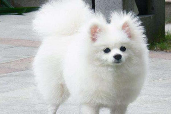 銀狐犬好養嗎 銀狐犬怎么訓練