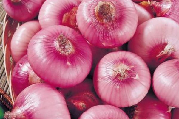 洋蔥畝產量多少斤 洋蔥干尖是什么原因