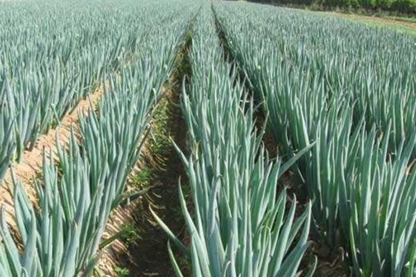 洋蔥畝產量多少斤 洋蔥干尖是什么原因