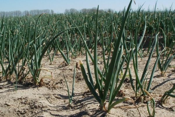 洋蔥畝產量多少斤 洋蔥干尖是什么原因