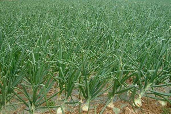 洋蔥畝產量多少斤 洋蔥干尖是什么原因