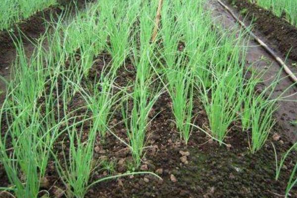 洋蔥畝產量多少斤 洋蔥干尖是什么原因