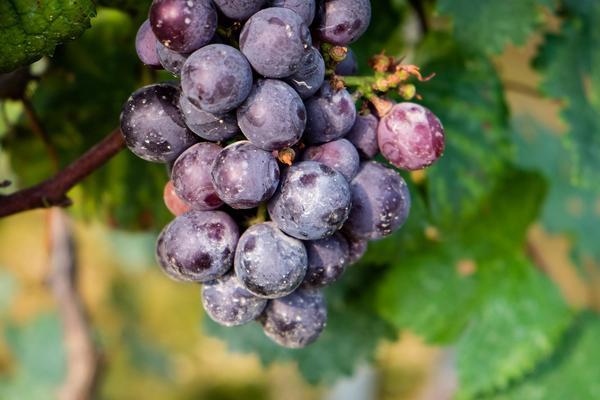 葡萄為什么會裂開 葡萄怎么保存時間長